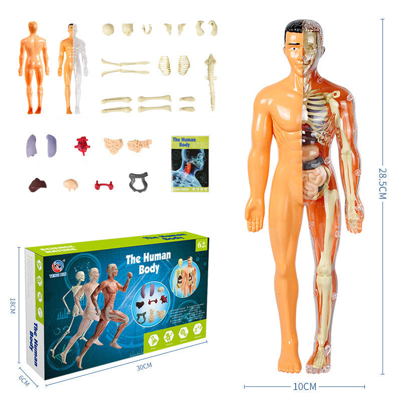 3D human body torso model for kids anatomy model skeleton